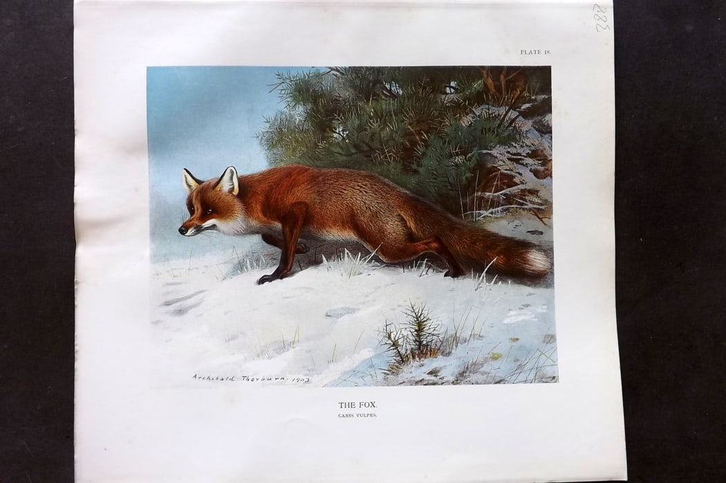 Millais, John 1904 Rare Folio Print. The Fox: Folio Offset Lithograph Published 1904, London for "The Mammals of Great Britain and Ireland" by John Guille Millais. Illustrated by Archibald Thorburn, George Lodge and the Author. Rare - Limited Edi