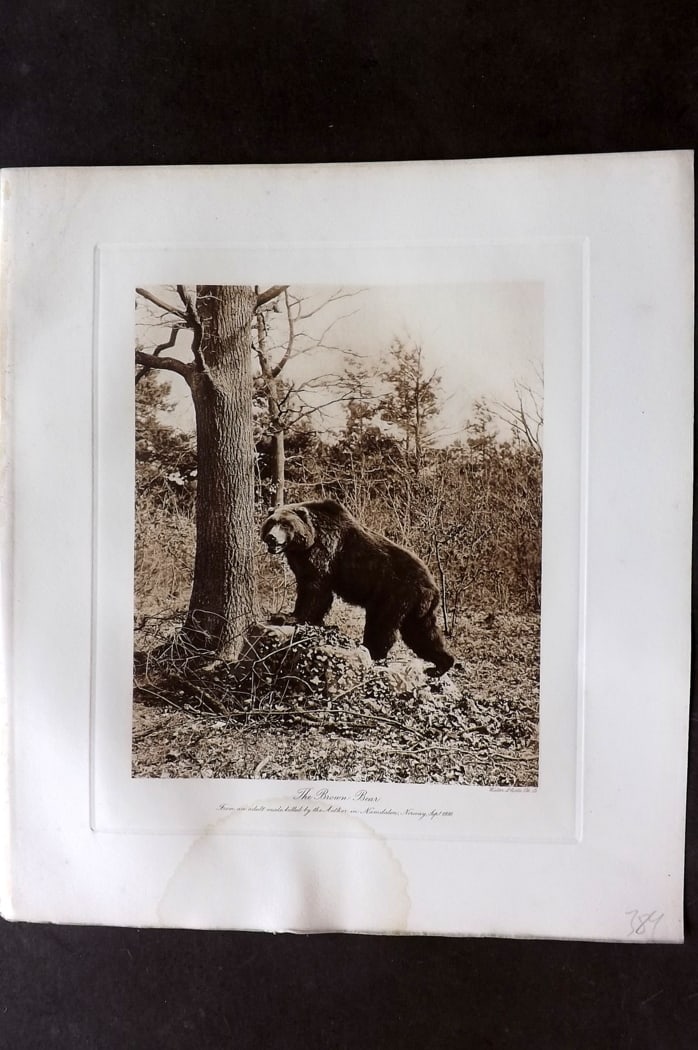 Millais, John 1904 Rare Folio Print. The Brown Bear at Norway: Folio Photogravure Published 1904, London for "The Mammals of Great Britain and Ireland" by John Guille Millais. Illustrated by Archibald Thorburn, George Lodge and the Author. Rare - Limited Edition