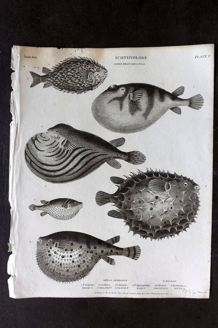 Rees, Abraham 1820 Antique Fish Print. Tetrodon, Diodon: Copper Plate Published 1802-20 by Longman, Hurst, Rees & Orme for "The Cycloaedia: or, Universal dictionary of arts, sciences, and literature" By Abraham Rees. Paper Size: 10.5 x 8.5 inch (27 x 22cm) 