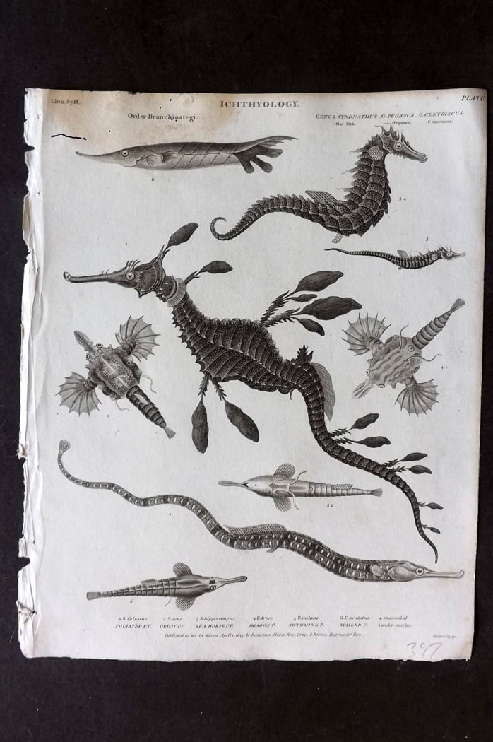 Rees, Abraham 1820 Antique Fish Print. Sea Horse, Sea Drogon, Pipe Fish (1 of 1)