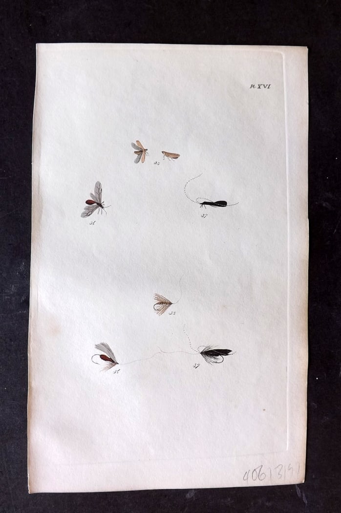 Ronalds, Alfred 1844 Hand Col Print. Fly Fishing Flies Entomology Angling 17 (1 of 1)