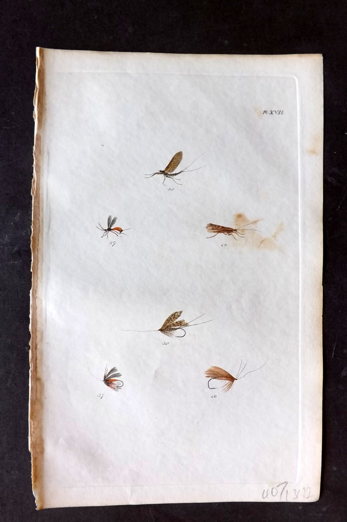 Ronalds, Alfred 1844 Hand Col Print. Fly Fishing Flies Entomology Angling 17: Hand Colored Etching Published 1844, London for "The Fly Fisher's Entomology" by Alfred Ronalds. Paper Size: 8.5 x 5.5 inch (22 x 14cm) Some background toning