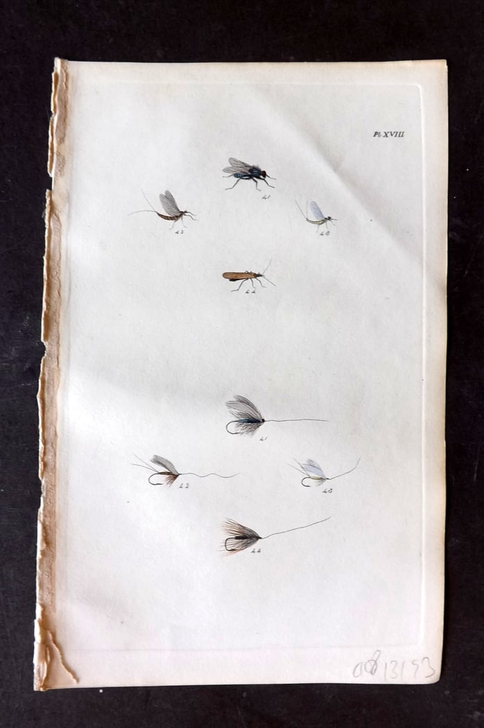 Ronalds, Alfred 1844 Hand Col Print. Fly Fishing Flies Entomology Angling 18 (1 of 1)