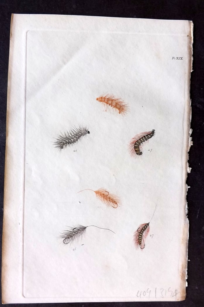 Ronalds, Alfred 1844 Hand Col Print. Fly Fishing Flies Entomology Angling 19: Hand Colored Etching Published 1844, London for "The Fly Fisher's Entomology" by Alfred Ronalds. Paper Size: 8.5 x 5.5 inch (22 x 14cm) Good Condition