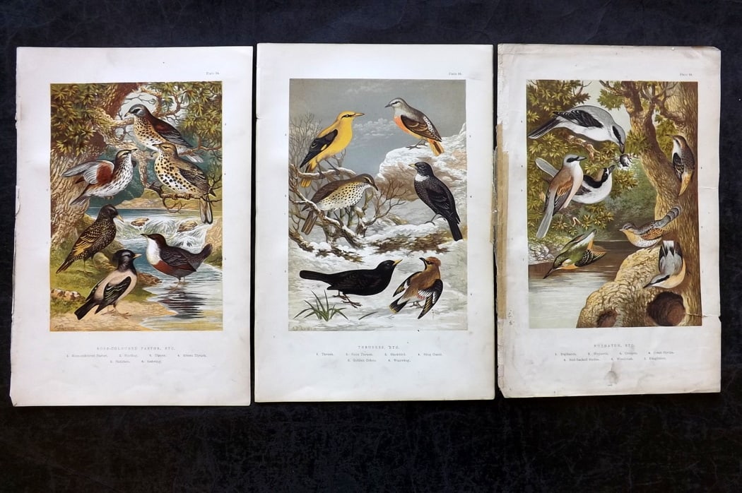 Adams, H. G. & H. B. 1894 Lot of 3 Antique Bird Prints: Colour Printed Woodblocks Published 1894, London for "The Smaller British Birds?" by H. G and H. B. Adams. Paper Size: 10 x 7 inch (25 x 18cm) One with small tear extending slightly into image. Good C