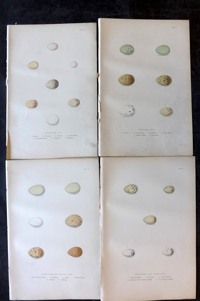 Adams, H. G. & H. B. 1894 Lot of 4 Antique Bird Egg Prints: Colour Printed Woodblocks Published 1894, London for "The Smaller British Birds?" by H. G and H. B. Adams. Paper Size: 10 x 7 inch (25 x 18cm) Very minor background toning, otherwise fine