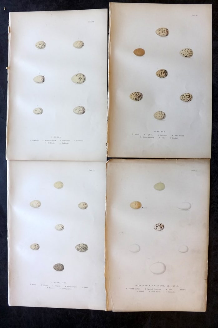 Adams, H. G. & H. B. 1894 Lot of 4 Antique Bird Egg Prints: Colour Printed Woodblocks Published 1894, London for "The Smaller British Birds?" by H. G and H. B. Adams. Paper Size: 10 x 7 inch (25 x 18cm) Very minor background toning, otherwise fine