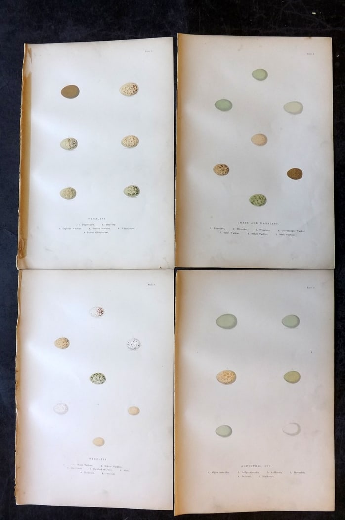 Adams, H. G. & H. B. 1894 Lot of 4 Antique Bird Egg Prints: Colour Printed Woodblocks Published 1894, London for "The Smaller British Birds?" by H. G and H. B. Adams. Paper Size: 10 x 7 inch (25 x 18cm) Very minor background toning, otherwise fine