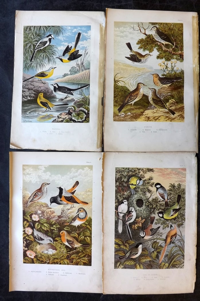 Adams, H. G. & H. B. 1894 Lot of 4 Antique Bird Prints: Colour Printed Woodblocks Published 1894, London for "The Smaller British Birds?" by H. G and H. B. Adams. Paper Size: 10 x 7 inch (25 x 18cm) Some minor margin faults, images fine