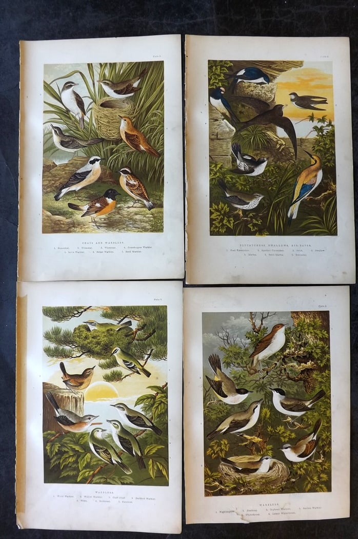 Adams, H. G. & H. B. 1894 Lot of 4 Antique Bird Prints: Colour Printed Woodblocks Published 1894, London for "The Smaller British Birds?" by H. G and H. B. Adams. Paper Size: 10 x 7 inch (25 x 18cm) Some minor margin faults, images fine
