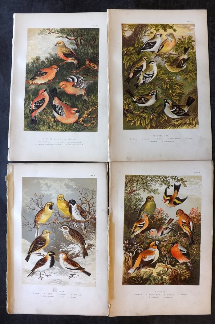 Adams, H. G. & H. B. 1894 Lot of 4 Antique Bird Prints: Colour Printed Woodblocks Published 1894, London for "The Smaller British Birds?" by H. G and H. B. Adams. Paper Size: 10 x 7 inch (25 x 18cm) Some minor margin faults, images fine