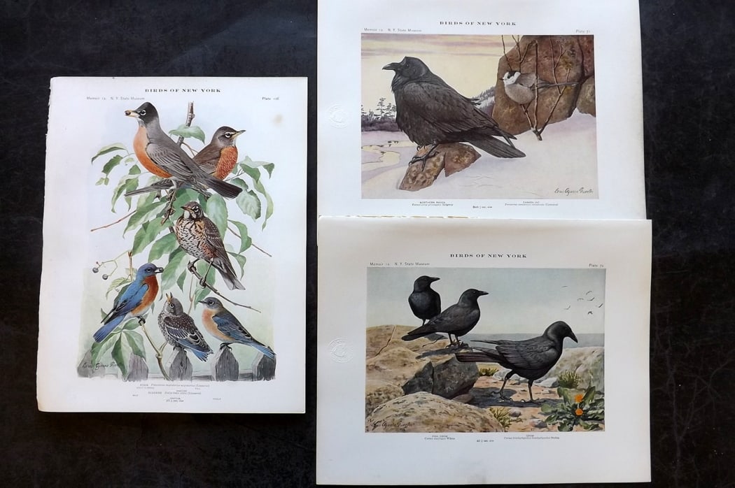 Eaton & Fuertes Birds of New York 1914 Lot of 3 Prints. Raven, Crow, Canada Jay, Robin (1 of 2)