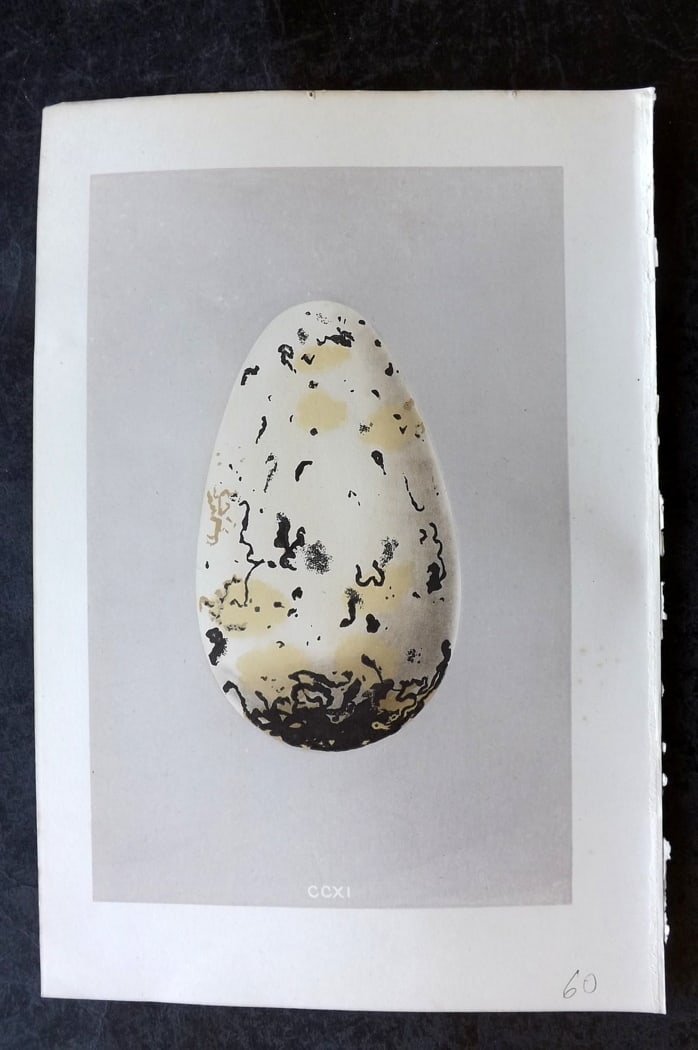 Morris, Francis 1875 Bird Egg Print. Extinct Great Auk: Woodblock Published 1875, London for "A Natural History of the Nests and Eggs of British Birds" By the Rev. Francis Orpen Morris, printed Benjamin Fawcett. Paper Size: 10 x 6 inch (25 x 16cm) Good Con