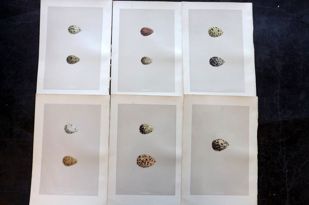 Morris, Francis 1875 Lot of 6 Antique Bird Egg Prints: Woodblock Published 1875, London for "A Natural History of the Nests and Eggs of British Birds" By the Rev. Francis Orpen Morris, printed Benjamin Fawcett. Paper Size: 10 x 6 inch (25 x 16cm) Good Con