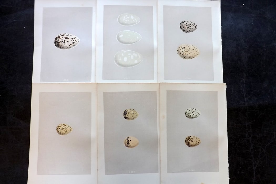 Morris, Francis 1875 Lot of 6 Antique Bird Egg Prints: Woodblock Published 1875, London for "A Natural History of the Nests and Eggs of British Birds" By the Rev. Francis Orpen Morris, printed Benjamin Fawcett. Paper Size: 10 x 6 inch (25 x 16cm) Good Con