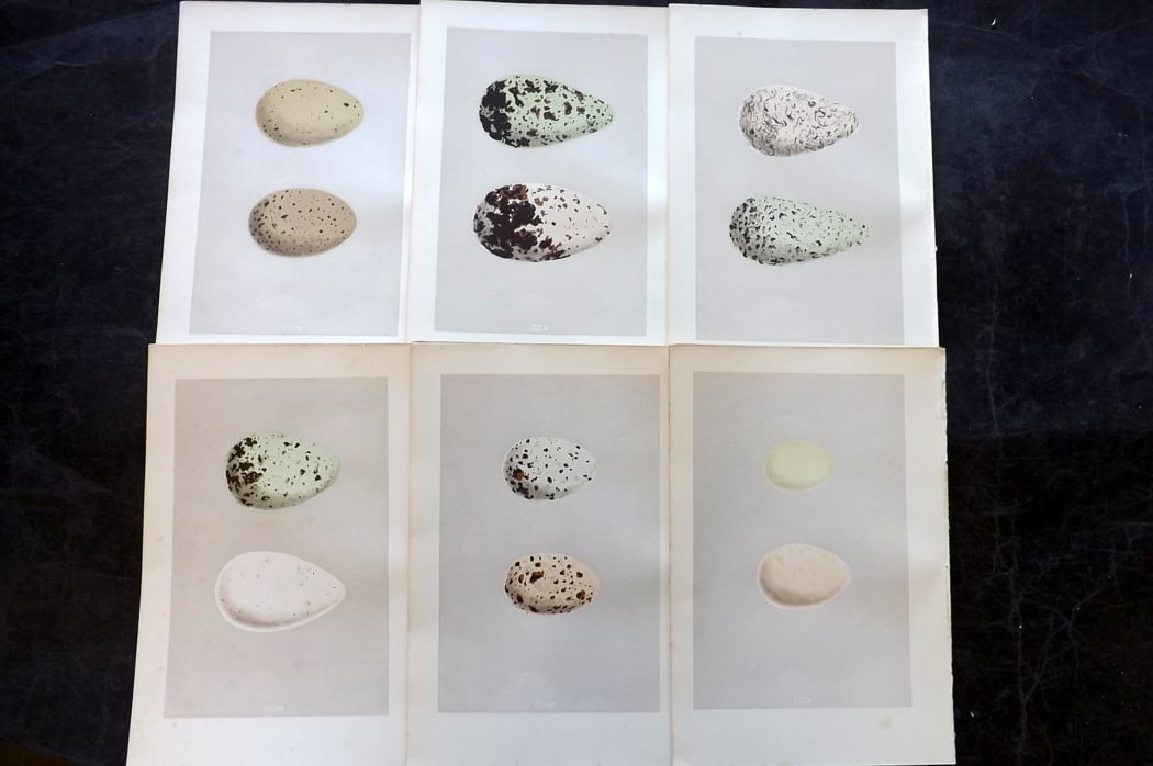 Morris, Francis 1875 Lot of 6 Antique Bird Egg Prints: Woodblock Published 1875, London for "A Natural History of the Nests and Eggs of British Birds" By the Rev. Francis Orpen Morris, printed Benjamin Fawcett. Paper Size: 10 x 6 inch (25 x 16cm) Good Con
