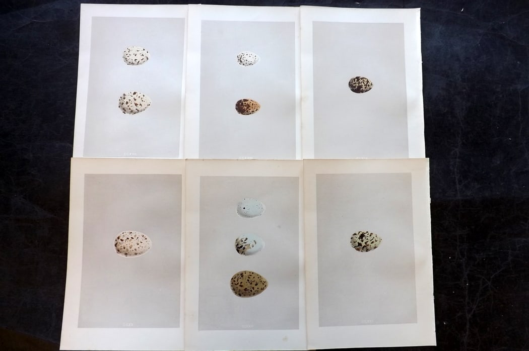 Morris, Francis 1875 Lot of 6 Antique Bird Egg Prints: Woodblock Published 1875, London for "A Natural History of the Nests and Eggs of British Birds" By the Rev. Francis Orpen Morris, printed Benjamin Fawcett. Paper Size: 10 x 6 inch (25 x 16cm) Good Con