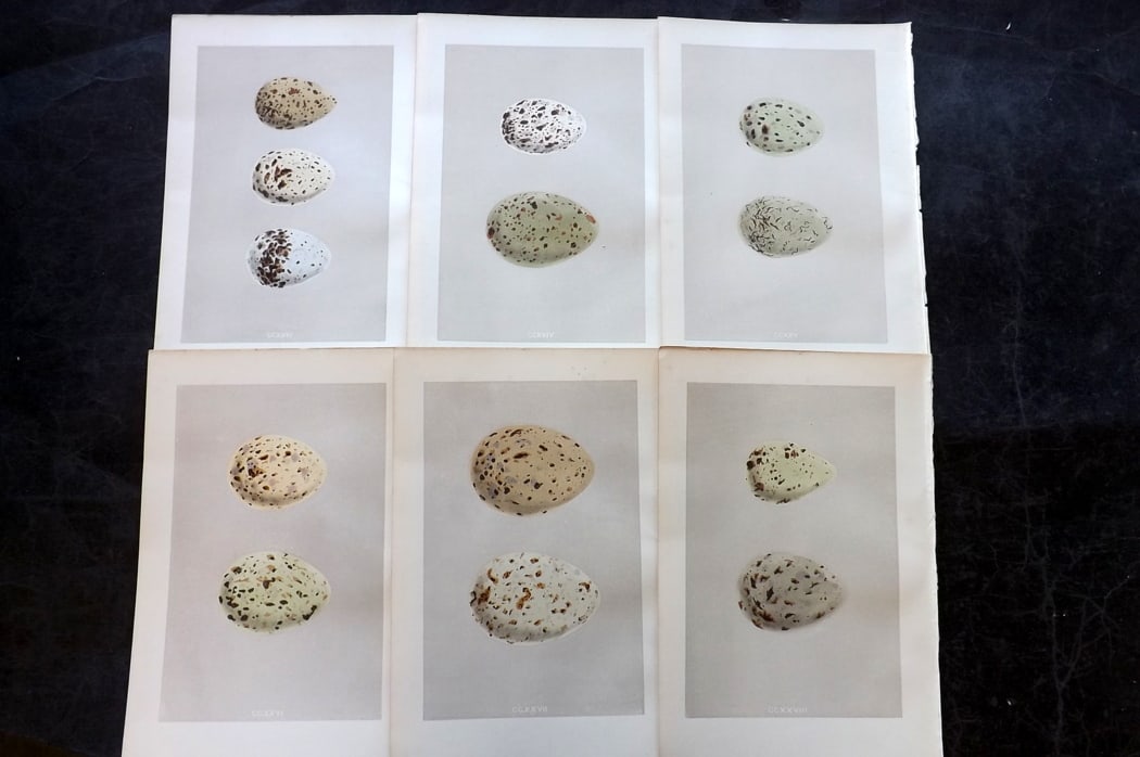 Morris, Francis 1875 Lot of 6 Antique Bird Egg Prints: Woodblock Published 1875, London for "A Natural History of the Nests and Eggs of British Birds" By the Rev. Francis Orpen Morris, printed Benjamin Fawcett. Paper Size: 10 x 6 inch (25 x 16cm) Good Con