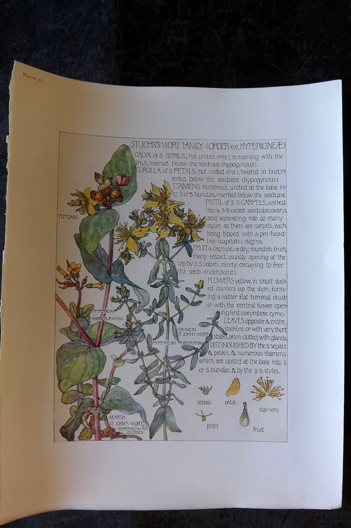 Adams, Harriet Isabel 1907 Botanical Print. St. John's Wort Family 27 (1 of 1)