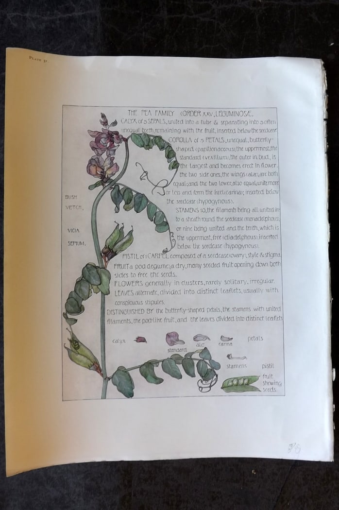 Adams, Harriet Isabel 1907 Botanical Print. The Pea Family 31 (1 of 1)
