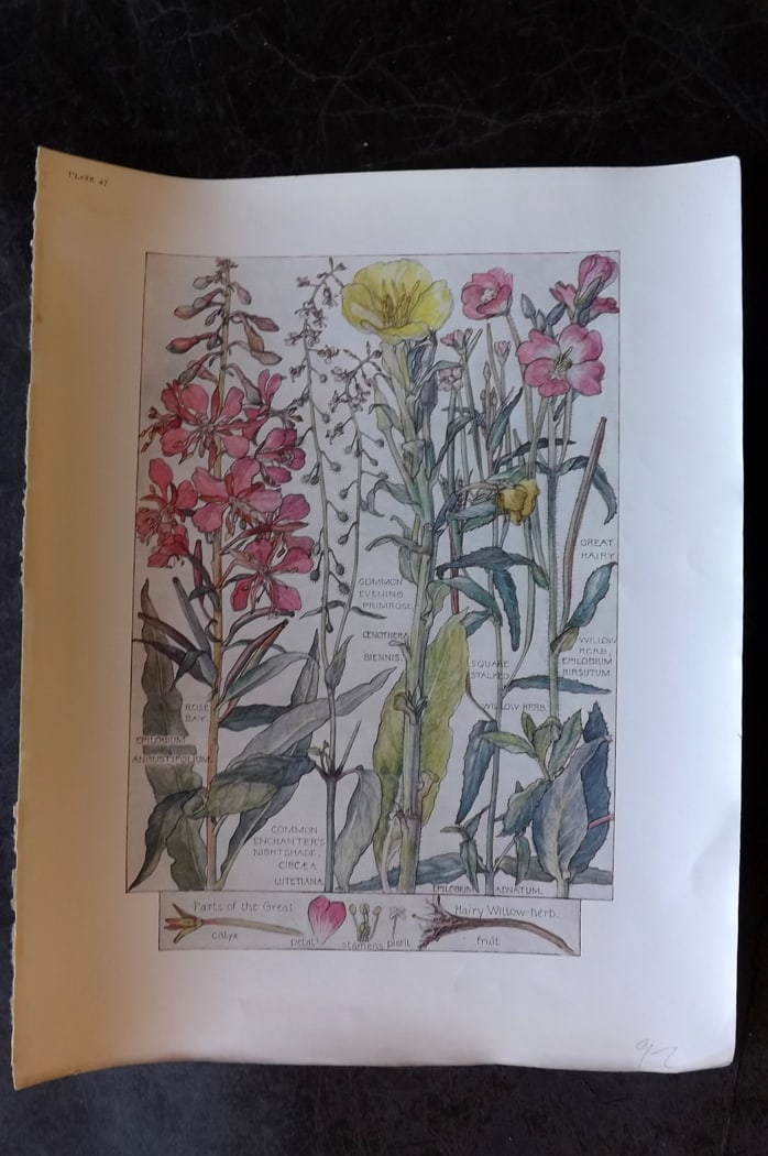 Adams, Harriet Isabel 1907 Botanical Print. Nightshade, Evening Primrose, Willow Herb 47 (1 of 1)