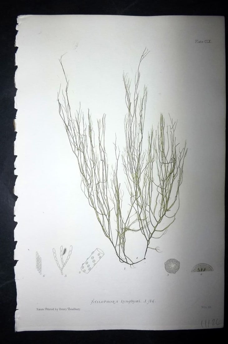 Bradbury, Henry 1859 Nature Printed Seaweed Print. Stilophora Lyngbyaei 160: Antique Nature Printed Electrotype Published 1859 by Henry Bradbury, London for "The Nature-Printed British Sea-Weeds" by William Grosart Johnstone and Alexander Croall. Paper Size: 9 x 6 inch (24 x 1