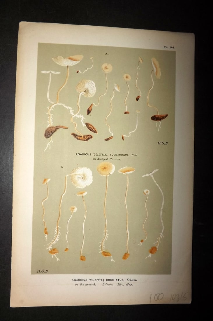 Cooke, Mordecai 1881 Antique Mushroom Print. Agaricus Cirrhatus 144: Chromolithograph Published 1881-1891, London for "Illustrations to British Fungi" by Mordecai Cubitt Cooke. Paper Size: 9 x 6 inch (23 x 15cm) Good Condition