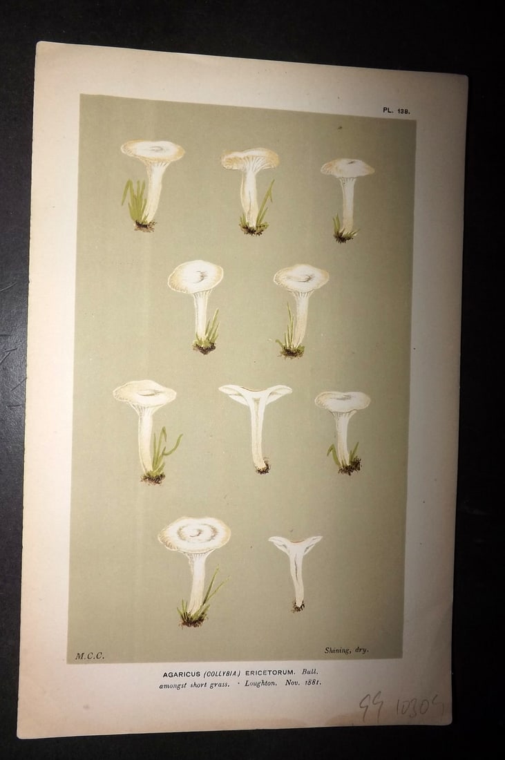 Cooke, Mordecai 1881 Antique Mushroom Print. Agaricus Ericeterum 138: Chromolithograph Published 1881-1891, London for "Illustrations to British Fungi" by Mordecai Cubitt Cooke. Paper Size: 9 x 6 inch (23 x 15cm) Good Condition