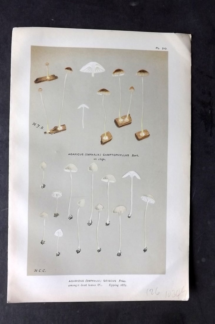Cooke, Mordecai 1881 Antique Mushroom Print. Agaricus Griseus 210: Chromolithograph Published 1881-1891, London for "Illustrations to British Fungi" by Mordecai Cubitt Cooke. Paper Size: 9 x 6 inch (23 x 15cm) Good Condition