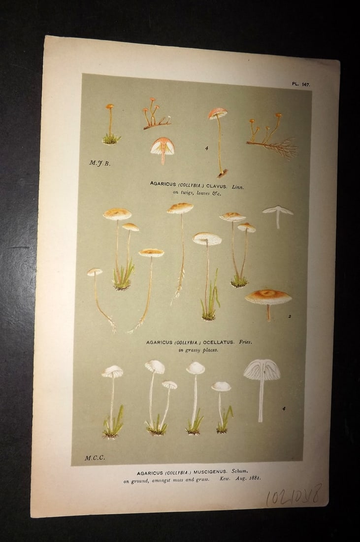 Cooke, Mordecai 1881 Antique Mushroom Print. Agaricus Muscigenus 147: Chromolithograph Published 1881-1891, London for "Illustrations to British Fungi" by Mordecai Cubitt Cooke. Paper Size: 9 x 6 inch (23 x 15cm) Good Condition