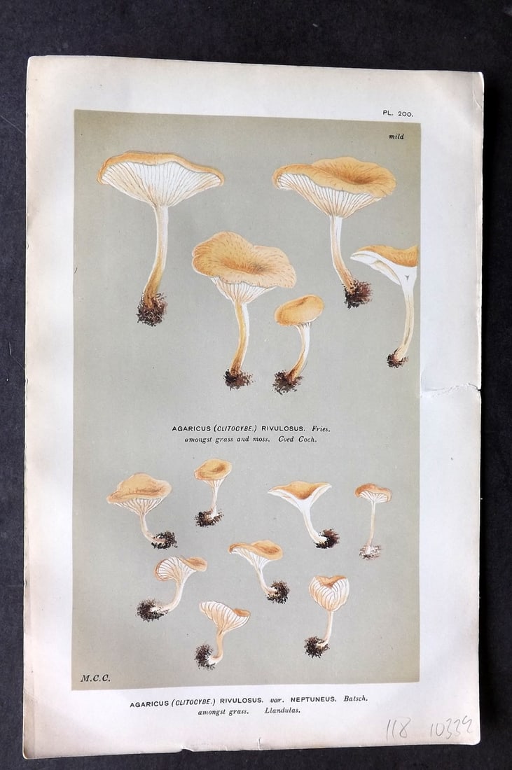 Cooke, Mordecai 1881 Antique Mushroom Print. Agaricus Rivulosus 200: Chromolithograph Published 1881-1891, London for "Illustrations to British Fungi" by Mordecai Cubitt Cooke. Paper Size: 9 x 6 inch (23 x 15cm) Good Condition