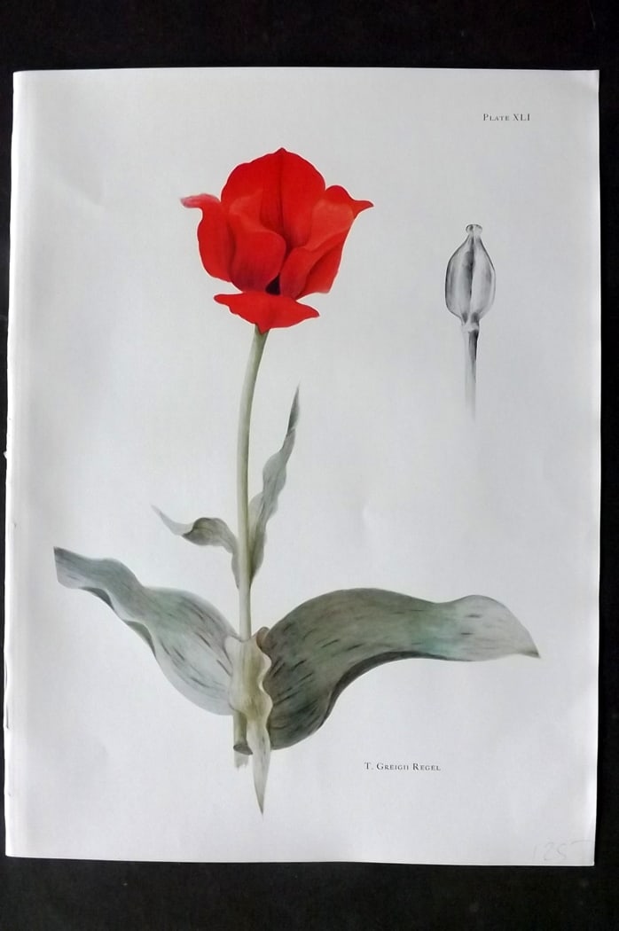 Dykes, William 1930 Folio Botanical Print. Tulip Greigii Regel 41: Folio Lithograph Published 1930 by Herbert Jenkins, London for "Notes on the Tulip Species" by William R. Dykes. Edited and Illustrated by Katherine Dykes. Paper Size: 15 x 11 inch (38 x 28cm) Good Co
