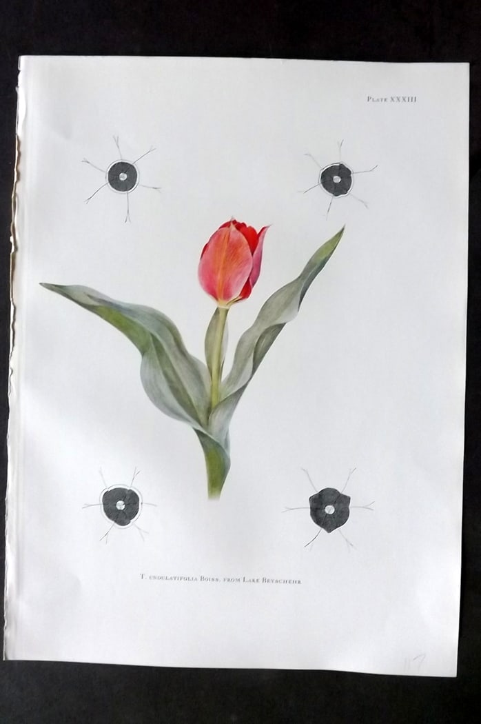 Dykes, William 1930 Folio Botanical Print. Tulip Undulatifolio Boiss 33: Folio Lithograph Published 1930 by Herbert Jenkins, London for "Notes on the Tulip Species" by William R. Dykes. Edited and Illustrated by Katherine Dykes. Paper Size: 15 x 11 inch (38 x 28cm) Good Co