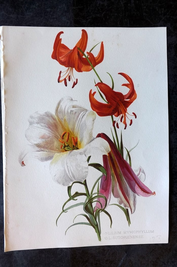 Moon, H. G. 1903 Folio Botanical Print. Lilium Myriophyllum & Sutchuenense (1 of 1)