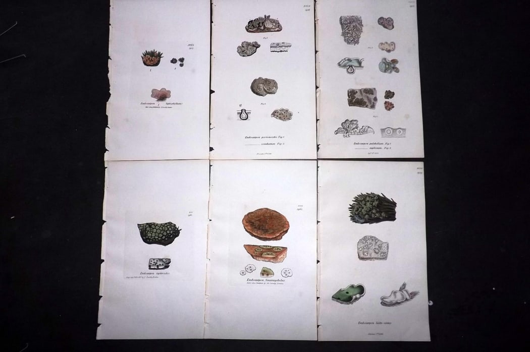 Sowerby, James 1846 Lot of 6 Hand Col Botanical Prints. Lichens: Full Hand Colored Etchings Published London, 1846 for "English Botany; or, Coloured Figures of British Plants?" Second Edition by James Sowerby and Edward Smith. Paper Size: 8.5 x 5 inch (22 x 13cm) G