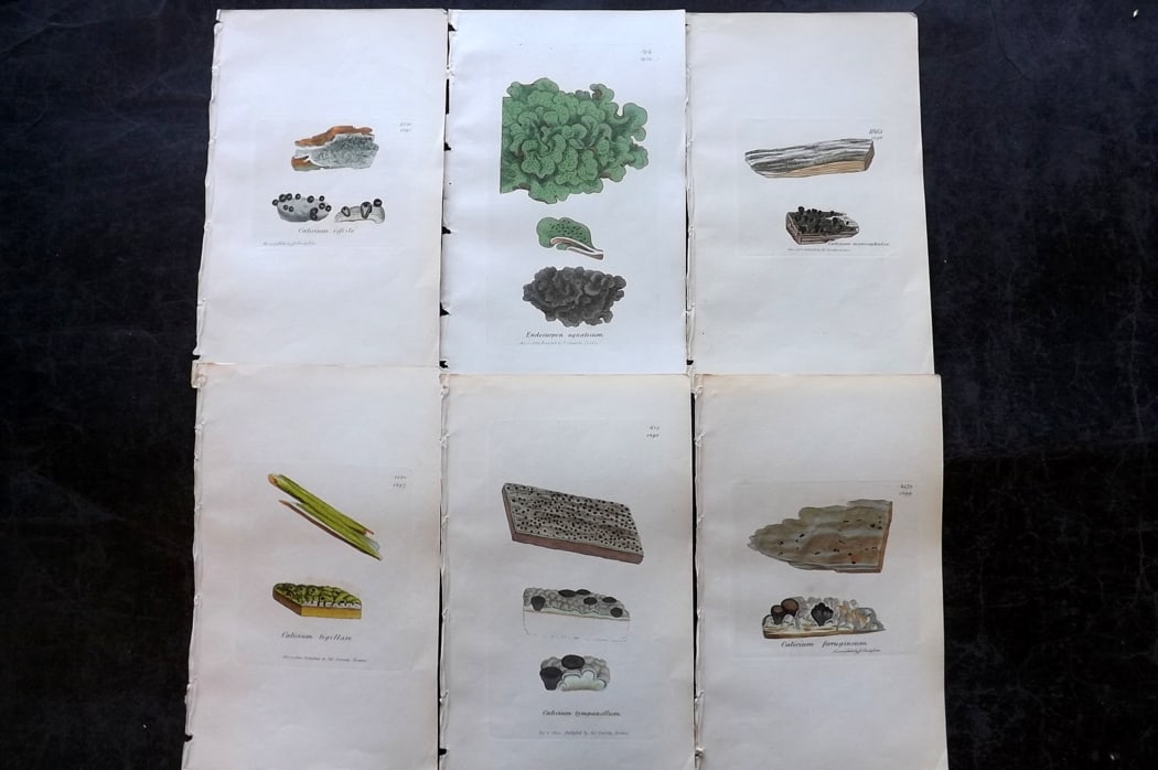 Sowerby, James 1846 Lot of 6 Hand Col Botanical Prints. Lichens: Full Hand Colored Etchings Published London, 1846 for "English Botany; or, Coloured Figures of British Plants?" Second Edition by James Sowerby and Edward Smith. Paper Size: 8.5 x 5 inch (22 x 13cm) G
