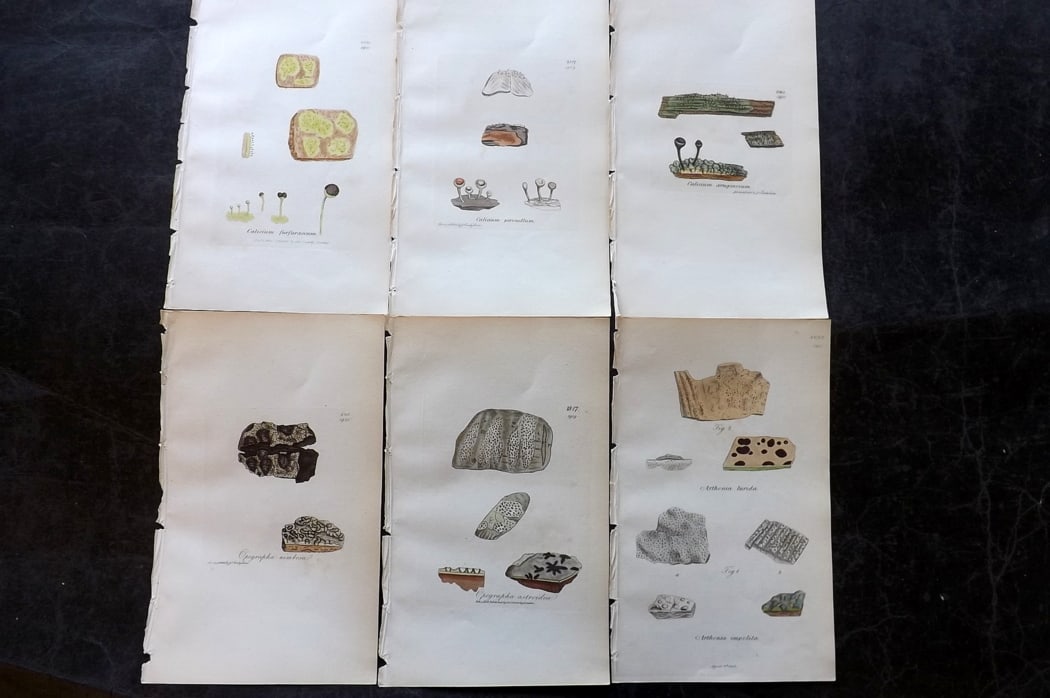 Sowerby, James 1846 Lot of 6 Hand Col Botanical Prints. Lichens: Full Hand Colored Etchings Published London, 1846 for "English Botany; or, Coloured Figures of British Plants?" Second Edition by James Sowerby and Edward Smith. Paper Size: 8.5 x 5 inch (22 x 13cm) G