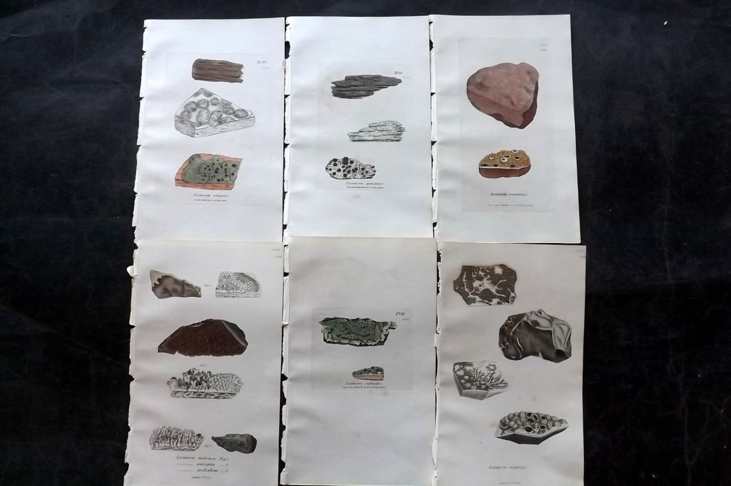 Sowerby, James 1846 Lot of 6 Hand Col Botanical Prints. Lichens: Full Hand Colored Etchings Published London, 1846 for "English Botany; or, Coloured Figures of British Plants?" Second Edition by James Sowerby and Edward Smith. Paper Size: 8.5 x 5 inch (22 x 13cm) G