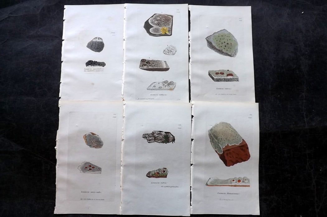 Sowerby, James 1846 Lot of 6 Hand Col Botanical Prints. Lichens: Full Hand Colored Etchings Published London, 1846 for "English Botany; or, Coloured Figures of British Plants?" Second Edition by James Sowerby and Edward Smith. Paper Size: 8.5 x 5 inch (22 x 13cm) G