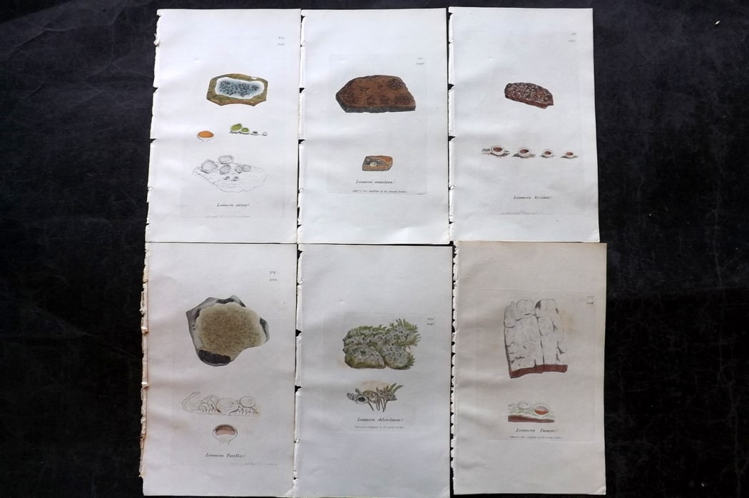 Sowerby, James 1846 Lot of 6 Hand Col Botanical Prints. Lichens: Full Hand Colored Etchings Published London, 1846 for "English Botany; or, Coloured Figures of British Plants?" Second Edition by James Sowerby and Edward Smith. Paper Size: 8.5 x 5 inch (22 x 13cm) G
