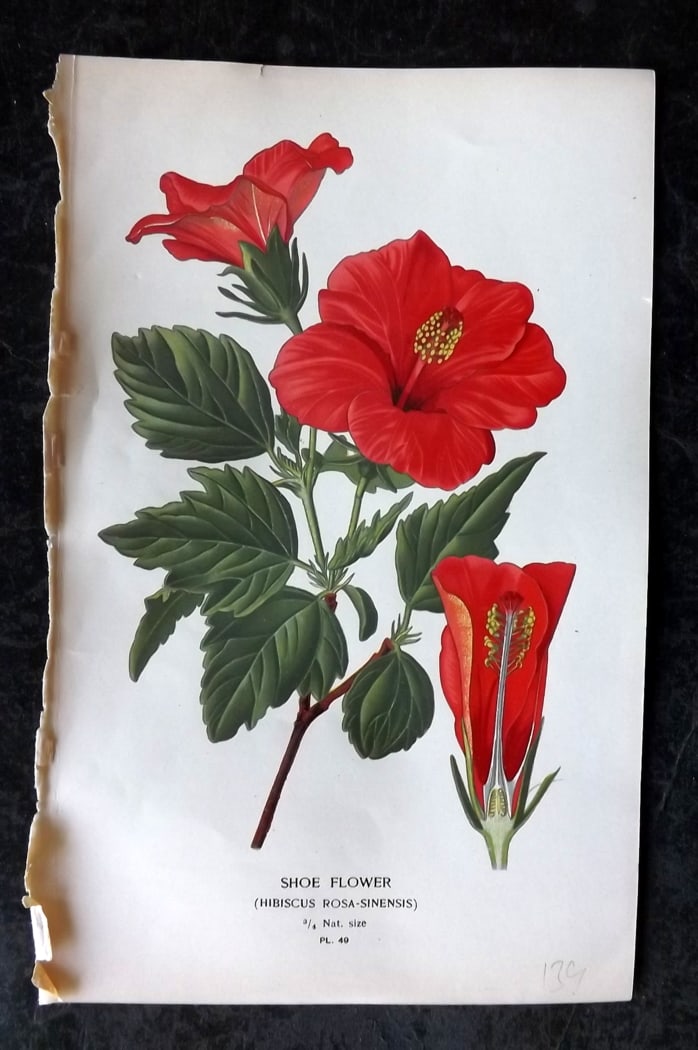Step, Edward 1897 Botanical Print. Shoe Flower 49: Chromolithographs Published 1896-97 by Frederick Warne & Co., London for "Favourite Flowers of Garden and Greenhouse" by Edward Step and William Watson. Paper Size: 9.5 x 6 inch (24 x 15cm) Good Condi