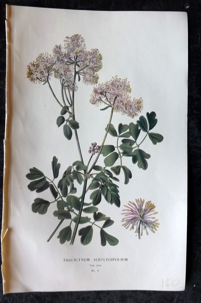 Step, Edward 1897 Botanical Print. Thalictrum Aquilegifolium 02: Chromolithographs Published 1896-97 by Frederick Warne & Co., London for "Favourite Flowers of Garden and Greenhouse" by Edward Step and William Watson. Paper Size: 9.5 x 6 inch (24 x 15cm) Good Condi