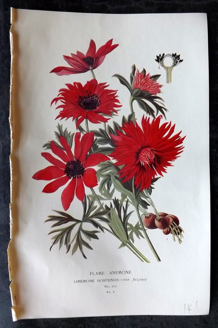 Step, Edward 1897 Botanical Print. Flame Anemone 04 (1 of 1)