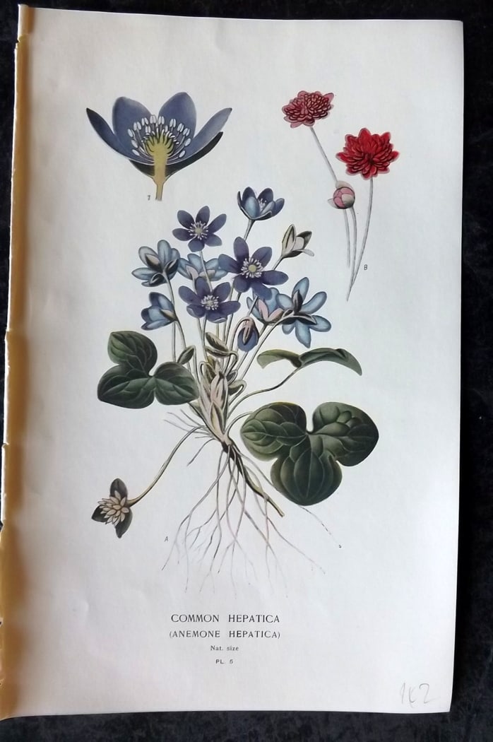 Step, Edward 1897 Botanical Print. Common Hepatica 05 (1 of 1)