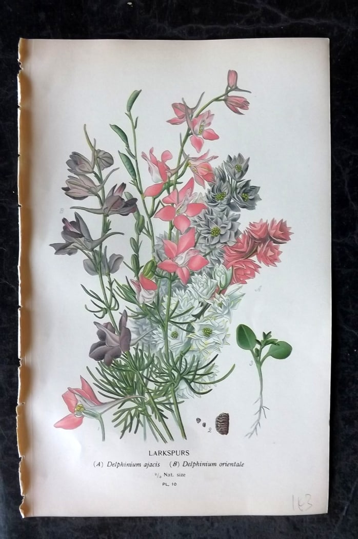 Step, Edward 1897 Botanical Print. Larkspurs 10 (1 of 1)