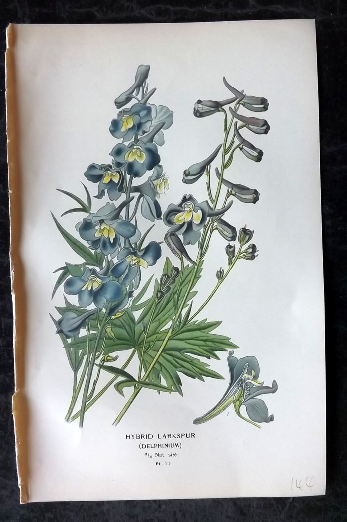 Step, Edward 1897 Botanical Print. Hybrid Larkspur 11: Chromolithographs Published 1896-97 by Frederick Warne & Co., London for "Favourite Flowers of Garden and Greenhouse" by Edward Step and William Watson. Paper Size: 9.5 x 6 inch (24 x 15cm) Good Condi