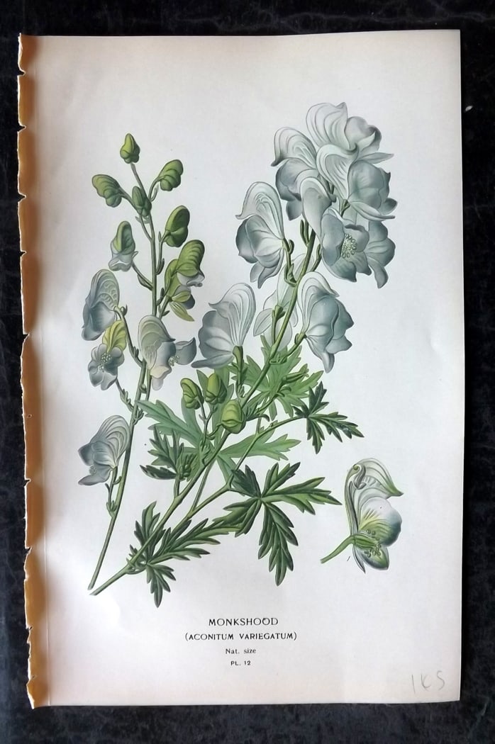 Step, Edward 1897 Botanical Print. Monkshood 12: Chromolithographs Published 1896-97 by Frederick Warne & Co., London for "Favourite Flowers of Garden and Greenhouse" by Edward Step and William Watson. Paper Size: 9.5 x 6 inch (24 x 15cm) Good Condi