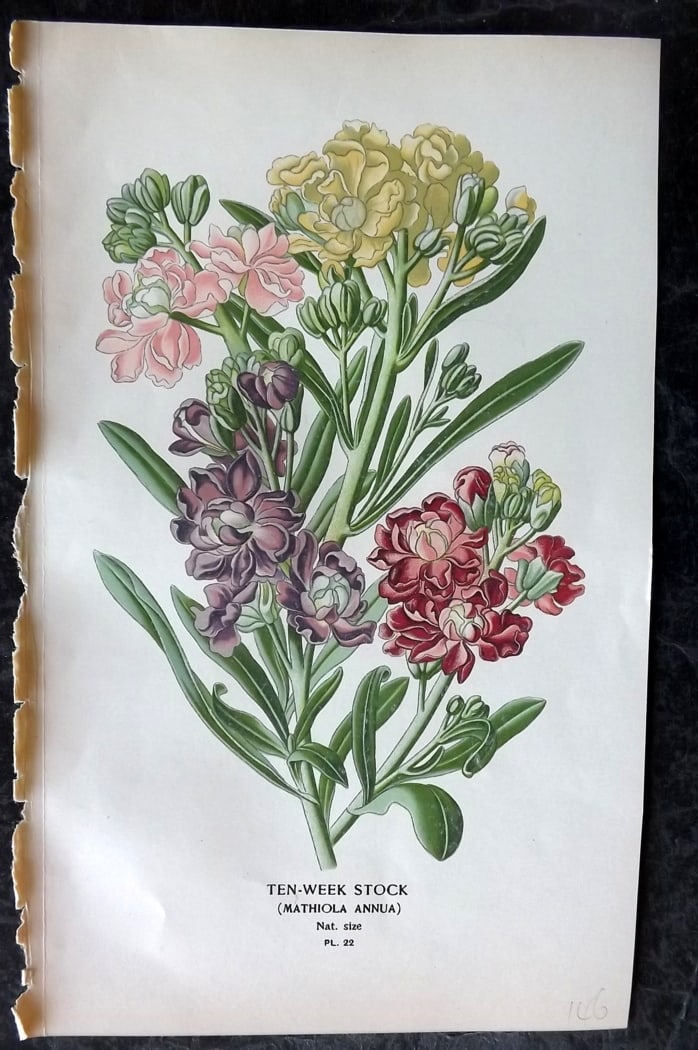 Step, Edward 1897 Botanical Print. Ten Week Stock 22: Chromolithographs Published 1896-97 by Frederick Warne & Co., London for "Favourite Flowers of Garden and Greenhouse" by Edward Step and William Watson. Paper Size: 9.5 x 6 inch (24 x 15cm) Good Condi