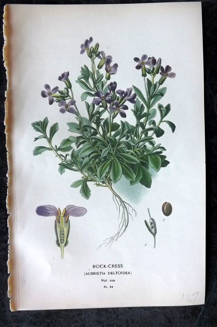 Step, Edward 1897 Botanical Print. Rock Cress 24: Chromolithographs Published 1896-97 by Frederick Warne & Co., London for "Favourite Flowers of Garden and Greenhouse" by Edward Step and William Watson. Paper Size: 9.5 x 6 inch (24 x 15cm) Good Condi