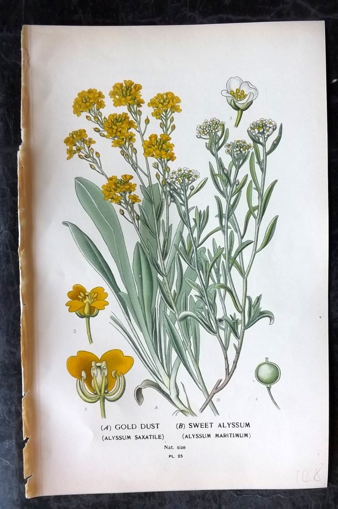 Step, Edward 1897 Botanical Print. Gold Dust, Sweet Alyssum 25: Chromolithographs Published 1896-97 by Frederick Warne & Co., London for "Favourite Flowers of Garden and Greenhouse" by Edward Step and William Watson. Paper Size: 9.5 x 6 inch (24 x 15cm) Good Condi